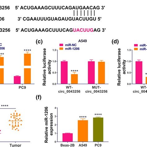 Mir Is A Target Of Circ A The Complementary Sequences