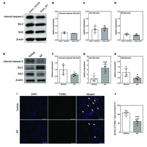 Effects Of Mitochondrial Transplantation On Cellular Apoptosis In The