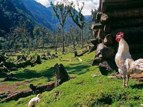 Antes De Que Cante El Gallo Un Simbolismo Especial Cultivando El