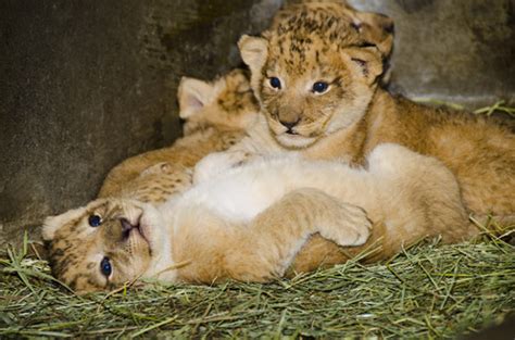 Baby Zoo Animal Pictures | Zoo Animals Born in 2012: Page 2 | Live Science