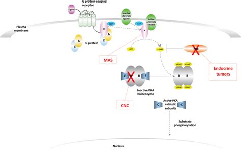 Figure 1 From The Transcriptome That Mediates Increased Cyclic