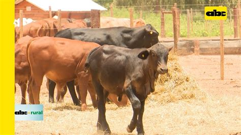 Ganadería en el Chaco y la incursión de la agricultura YouTube