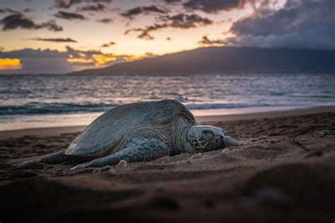 Sea Turtles on Maui | Howzit Hostels | Wailuku, Hawaii