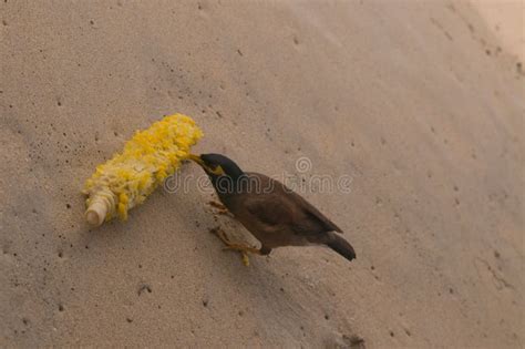 Bird eating corn stock photo. Image of bird, feeding - 90984500