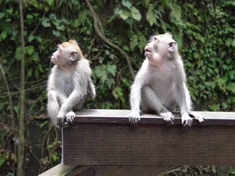 Temukan Keunikan Hutan Kera Di Bali Melalui Kunjungan Ke Monkey Forest