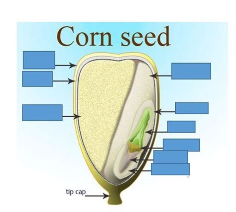 monocot seed parts Diagram | Quizlet