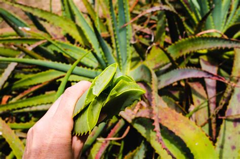 Aloe Vera Plant Leaves Bending Causes And Solutions