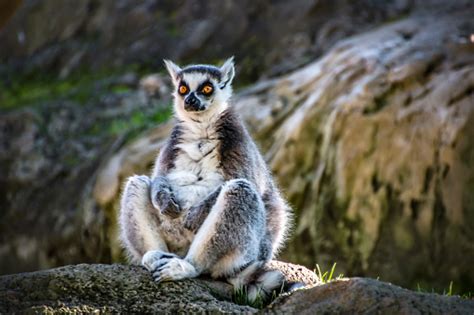 Cool Young Cat Lemur Madagascar Lemur Catta Stock Photo - Download ...