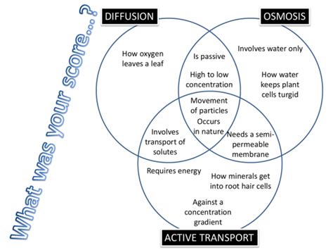 Simple Diffusion Vs Facilitated Diffusion Venn Diagram Diffe