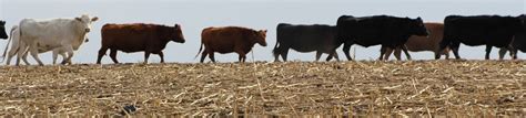 Leveraging Forages For Livestock Soil Health Focus Of Field Day High