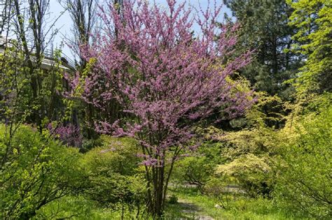 Eastern Redbud Tree For Sale