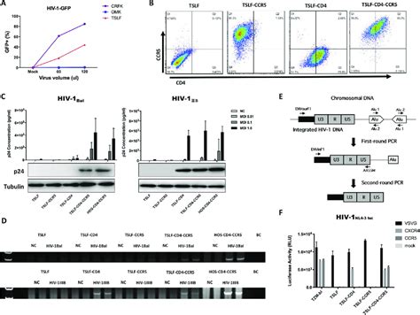 Hiv Infection And Integration In Stably Transduced Tslf Cd Ccr Cell