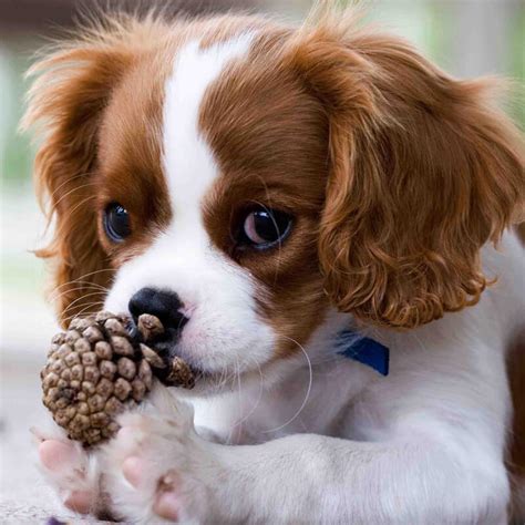 Cavalier King Charles Spaniel Dog Breed Information | The Dogman