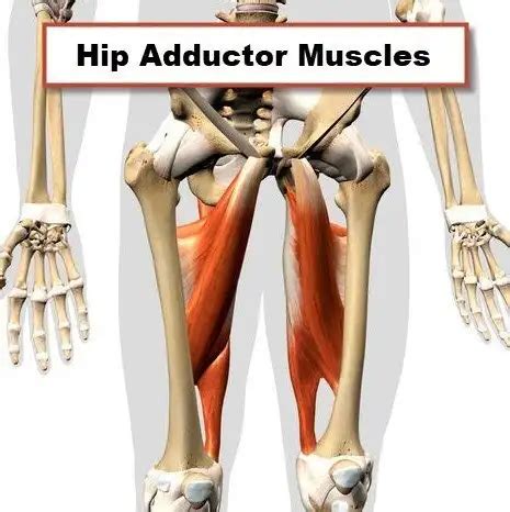 deletrear Chorrito Atrevimiento hip adductor anatomy sentido franja ...