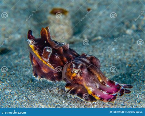 Flamboyant Cuttlefish Metasepia Pfefferi Bangka Indonesia Stock