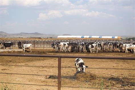 Dairy Cows Feeding In A Farm Stock Photo Image Of Farming Montana