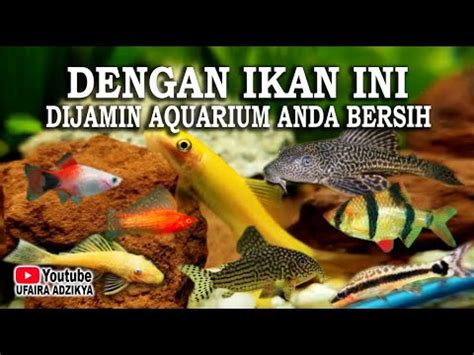 Jenis Ikan Pemakan Lumut Alga Dan Pembersih Aqurium Terbaik Youtube