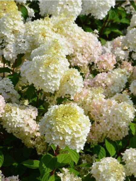 Hortensia Panicul Diamantino Ren Hydrangea Paniculata Le