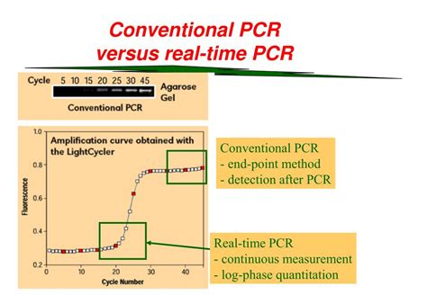 Ppt Quantification Of Rna By Real Time Pcr Powerpoint Presentation