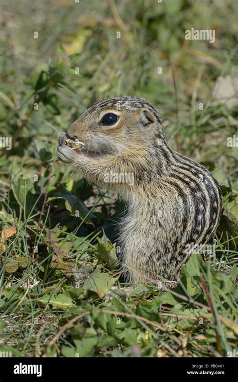 13 lined ground squirrel prairie thirteen lined ground squirrel thirteen striped ground squirrel ...