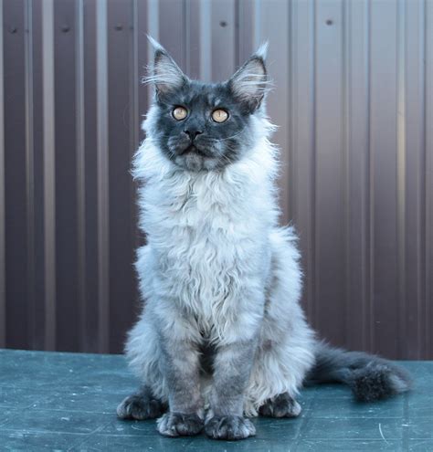 Black Smoke Maine Coon