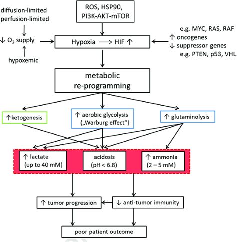 Schematic Representation Of Key Metabolic Alterations In Cancer Cells