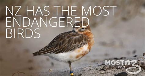 New Zealand has the most endangered birds