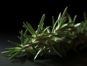 Rosemary Symbolism and Meaning (Faith and Love)