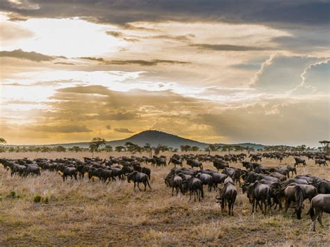 Tage Tansania Rundreise Individuell Shemeji Safari