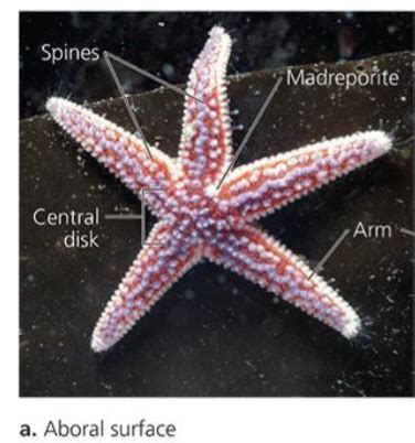 Lab 6 Echinodermata Chordata Flashcards Quizlet