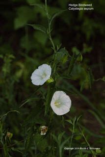 Hedge Bindweed Hedge False Bindweed Calystegia Sepium Wild Flowers