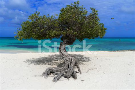 Divi-Divi Tree In Aruba Beach Stock Photo | Royalty-Free | FreeImages