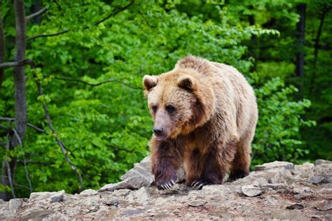 Urso Pardo Europeu Em Uma Paisagem Florestal No Ver O Grande Urso Pardo