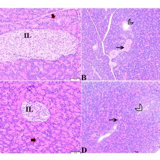 Photomicrograph Of Rat Pancreas Sections Stained With H E Stain From