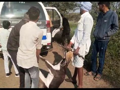 Deer Injured By Dog Attack कुत्तों के हमले से हिरण घायल ग्रामीणों ने