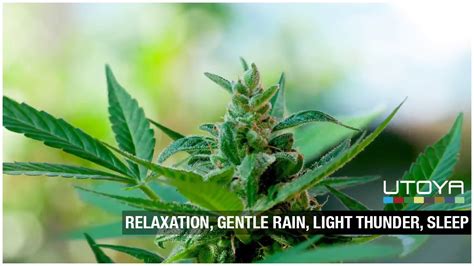 🌧️🌧️🌧️light Rain For Sleep Study Or Meditation 10h 🌧️🌧️🌧️ Youtube