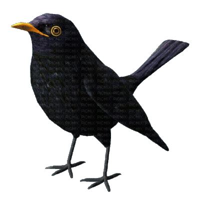 Amsel Amsel Vogel Black Bird Animated Moonflower26 Free