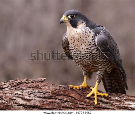 peregrine falcon falco peregrinus perched  stock photo edit
