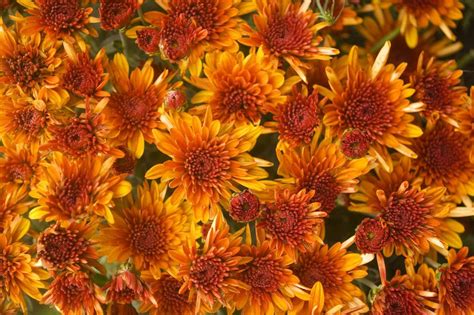 Garden Mum Chrysanthemum X Morifolium Avalon Orange Garden Org