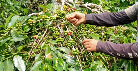 Indonesia Terancam Kehilangan Komoditas Kopi Akibat Perubahan Iklim