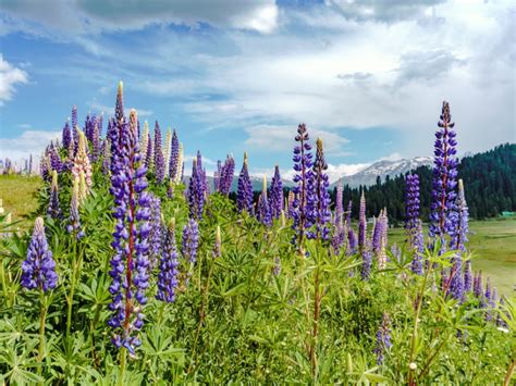 sonamarg  gulmarg  destination   choose