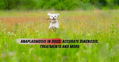 Anaplasmosis In Dogs - I Love Veterinary