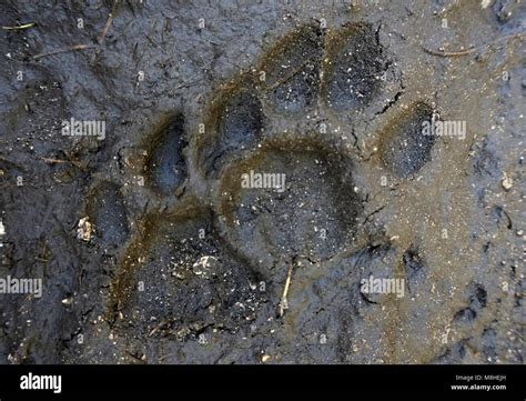 Panther Tracks Stock Photo - Alamy