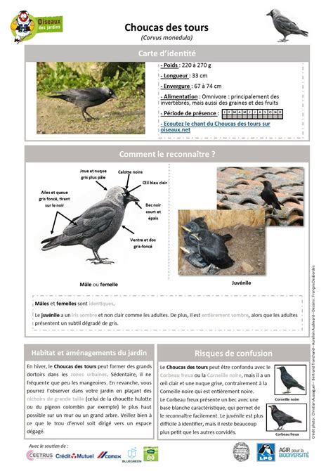 Toutes Les Fiches Espèces Oiseauxdesjardinsfr Oiseaux Des