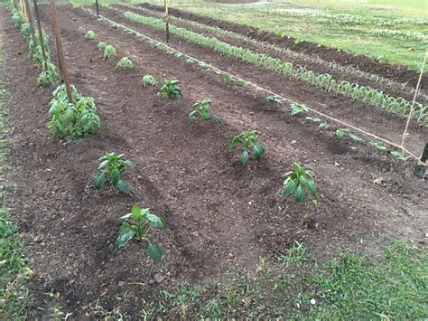 Bonnie Green Bell Pepper Plant