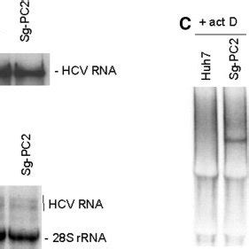 Replication Of HCV Subgenomic RNA In Huh7 Cells A And B Northern