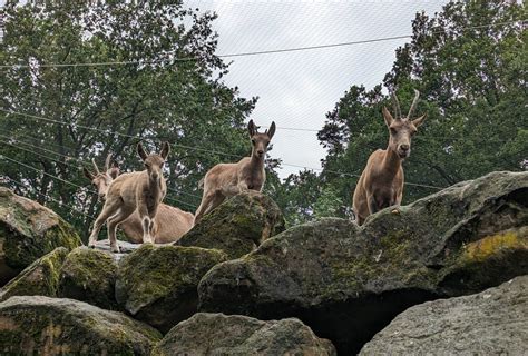 Zu Besuch Im Tierpark Nordhorn Kleine Kletterk Nstler Ems Vechte Welle