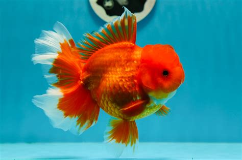 Special Thai Oranda Page 4 Jimmy Goldfish