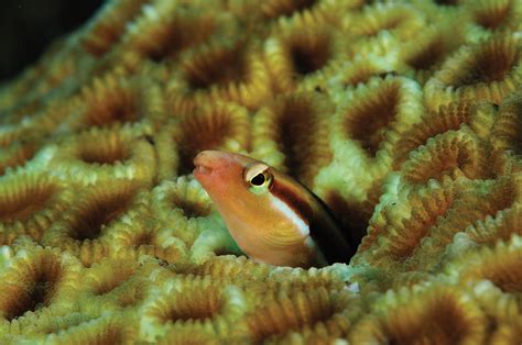 Tulamben Wreck Divers Gallery