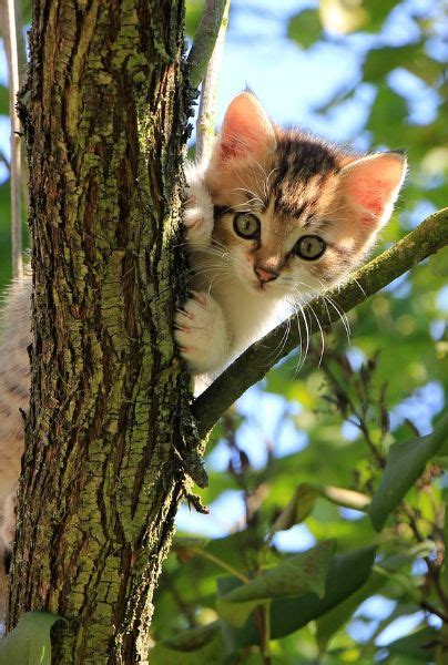 5 Comportamientos Curiosos Que Tienen Los Gatos Mui Curiosidades